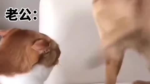 Funny cat