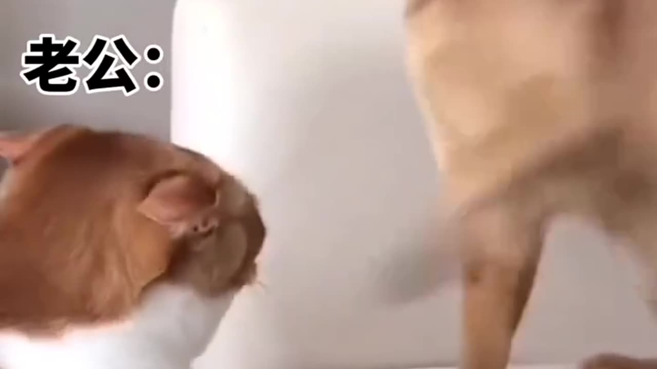 Funny cat