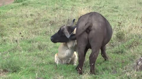 A pregnant lionness bringing down a buffalo