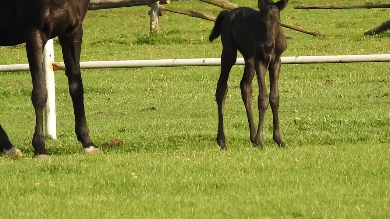 The Horse Horse Foal Mare Catwalk Meadow Animals