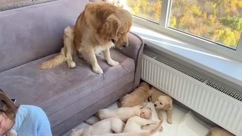 Golden retriever puppies 🐶