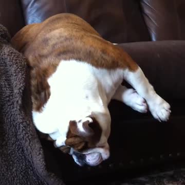 Bulldog ronca hasta caerse del sofá