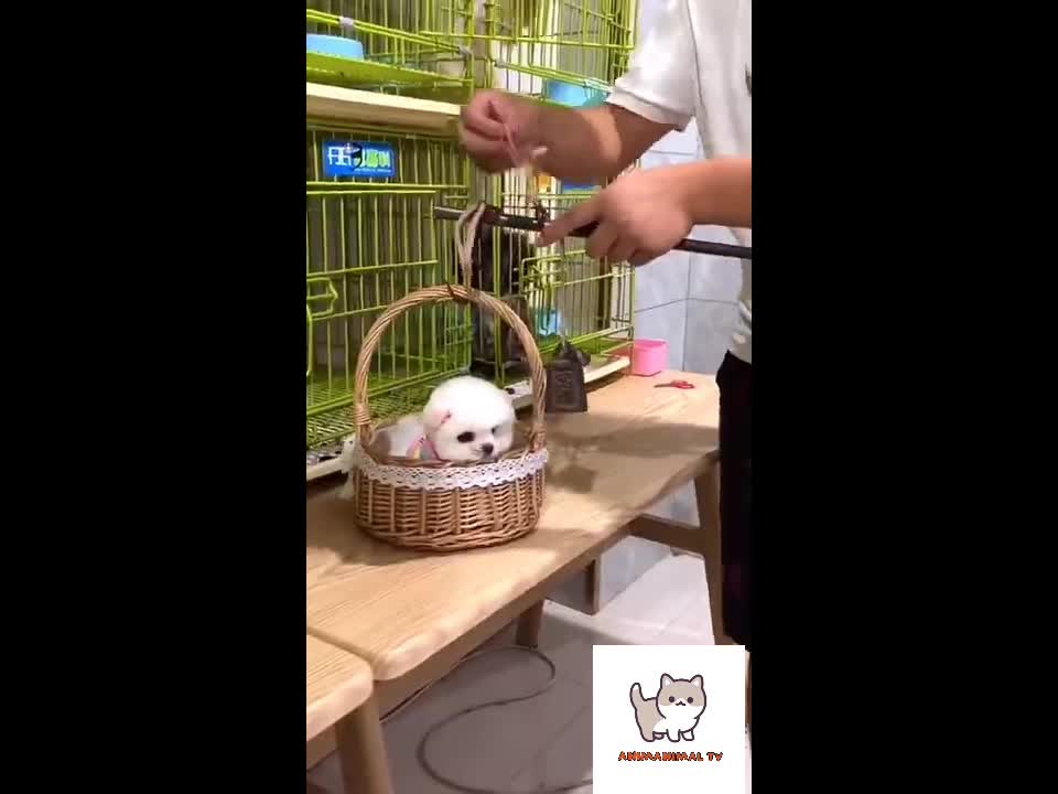 So cute & funny puppies compilation 2021