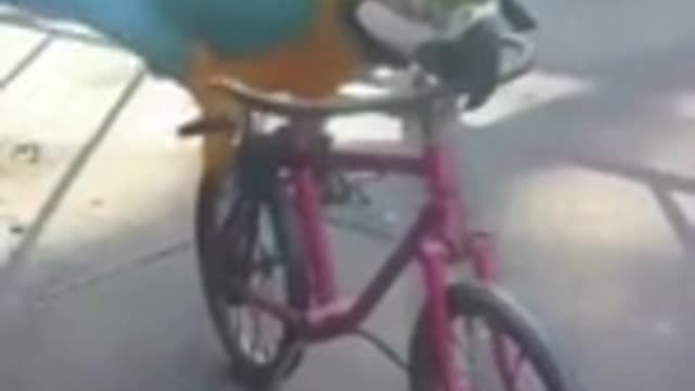 Parrot riding a bicycle