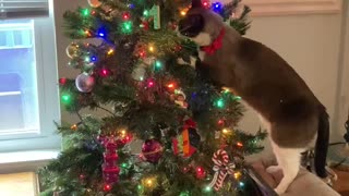 Cat in tree