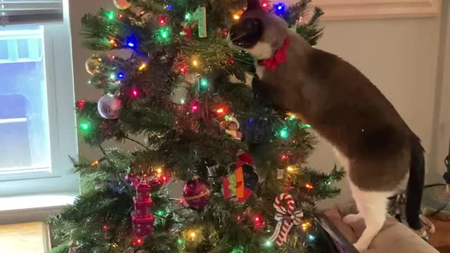 Cat in tree