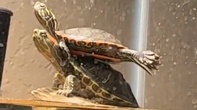 Turtles Do Yoga on Basking Rock