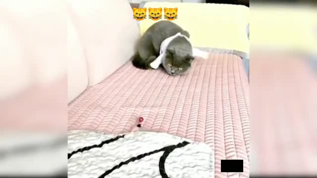 Baby cats cute and funny cats reaction videos