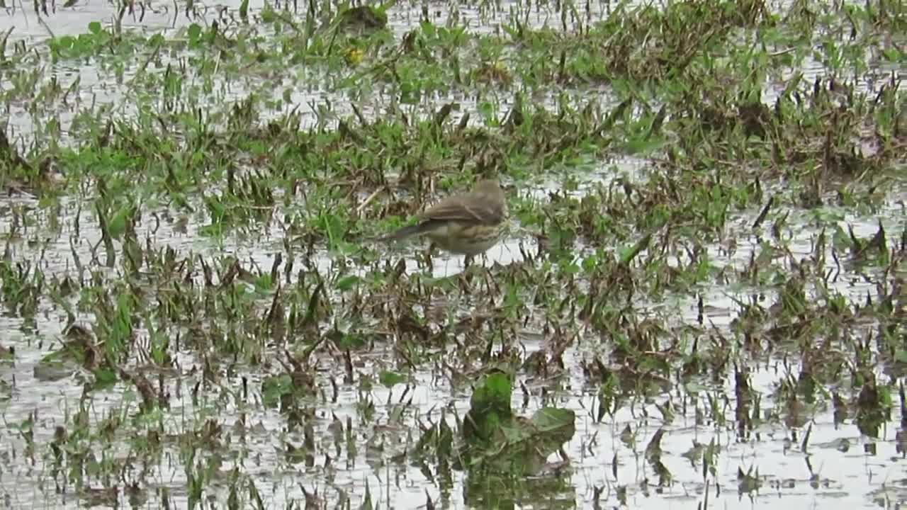 A buff-bellied pipit in Yodogawa 【Wild bird】