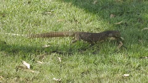 Goanna or Sand Monitor Toogoom Qld