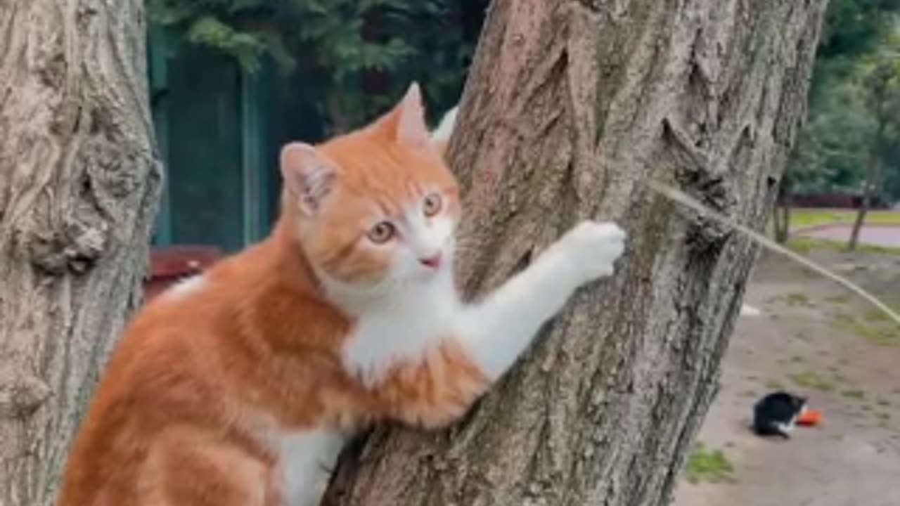 cat funny