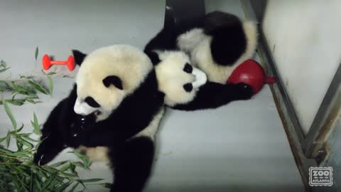 Panda Cubs _Go Nuts_ Over Vanilla