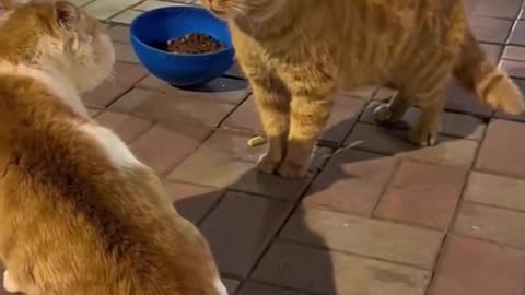 Funny animals - Funny cats / dogs - Funny animal thaheem73