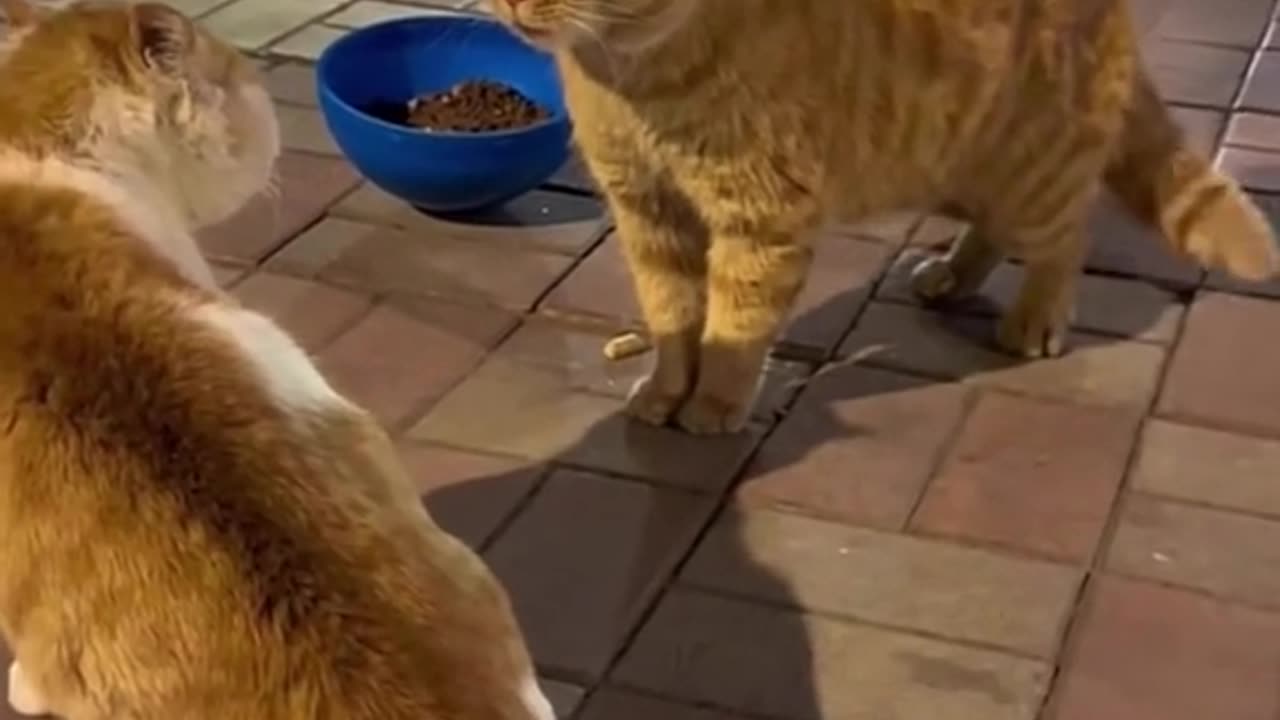 Funny animals - Funny cats / dogs - Funny animal thaheem73