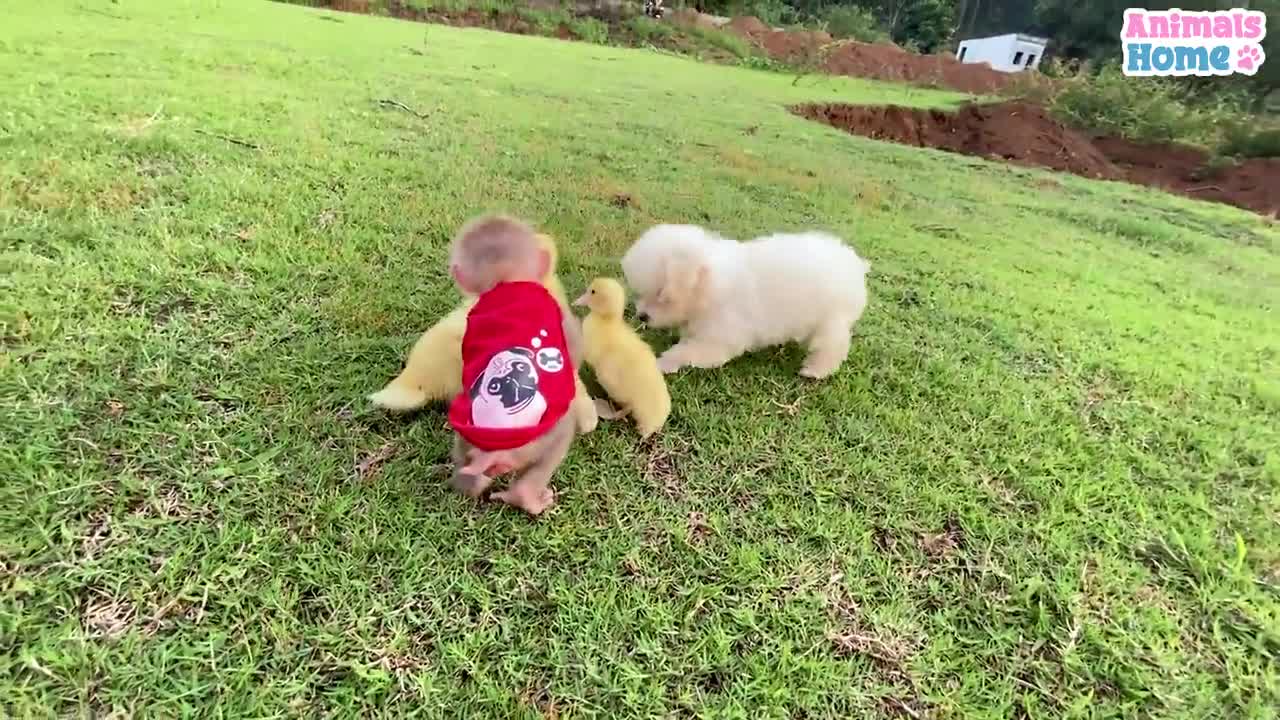 Baby monkey protects and takes care of ducks