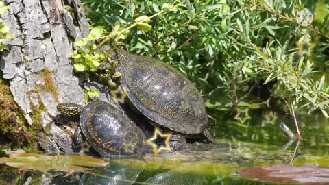 The tortoise and his baby are near the tree & water full.