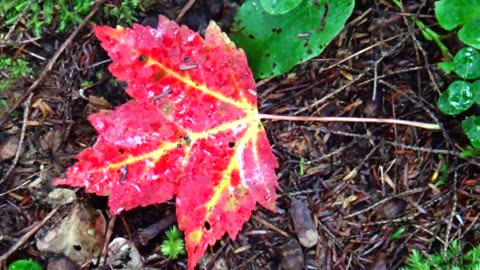 Red Leaf