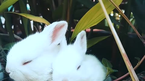 Cute funny rabbits