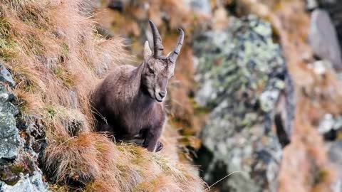 Eagles hunting Mountain goat !!! Let's watch the Eagles use their skills to catch the Mountain goat