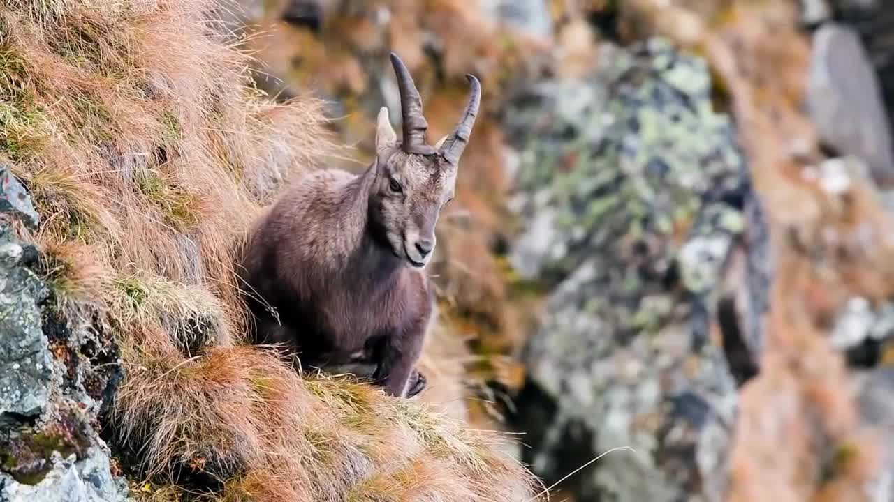 Eagles hunting Mountain goat !!! Let's watch the Eagles use their skills to catch the Mountain goat