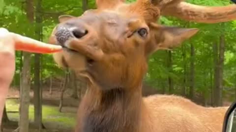 animal so funny video! #short