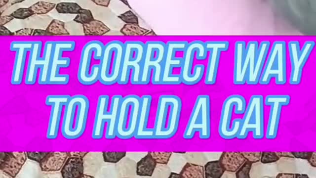 Another way to be held by your owner