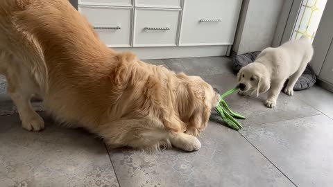 Puppy is trying to take the toy away from the Golden Retriever