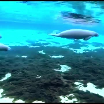 The graceful manatee plays with paddleboarder at Rainbow Springs, Dunnellon Florida -