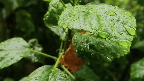 Relaxing Rainy Day : Fall Asleep Fast with Rain Drops