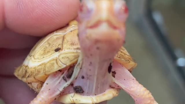 Tyson the Albino Eastern Box turtle!