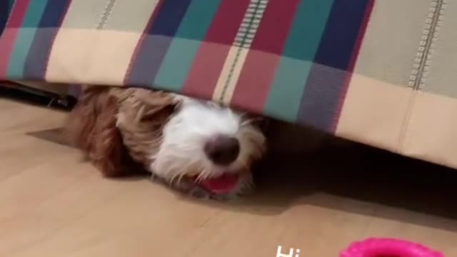 Zoey’s favorite hiding spot