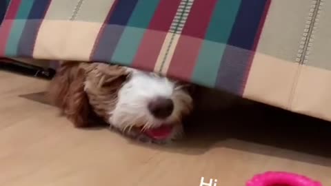 Zoey’s favorite hiding spot