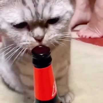 Funny animal videos