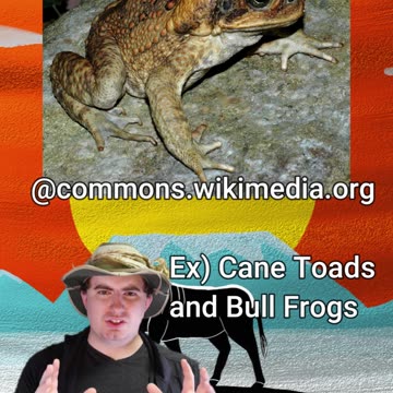 How Are Frogs Important AND Dangerous?! | Early Morning Eland 20