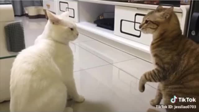 Wow, cats can speak English and be very funny.