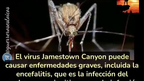 LOS MOSQUITOS ENFERMOS DE BILL GATES SON LANZADOS COMO EXPERIMENTOS EN LA FLORIDA PARA ENFERMAR A LA POBLACION