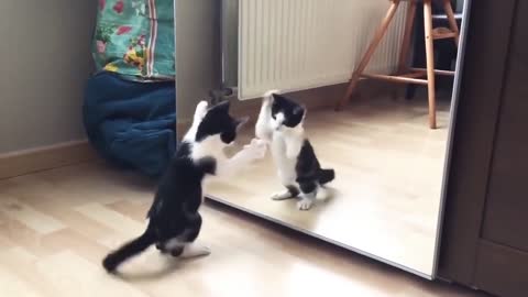 Funny Cat And mirror Video_Funny video_What's App Videos_30 Seconds Status Video_