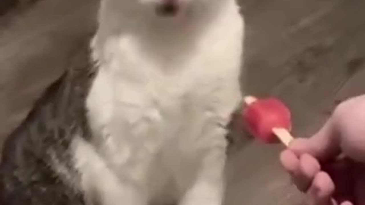 Funny Cats and Dogs