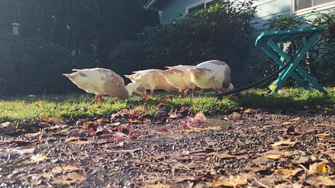 MUD FOUNTAIN!