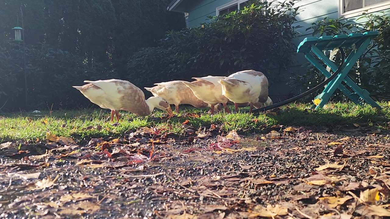 MUD FOUNTAIN!