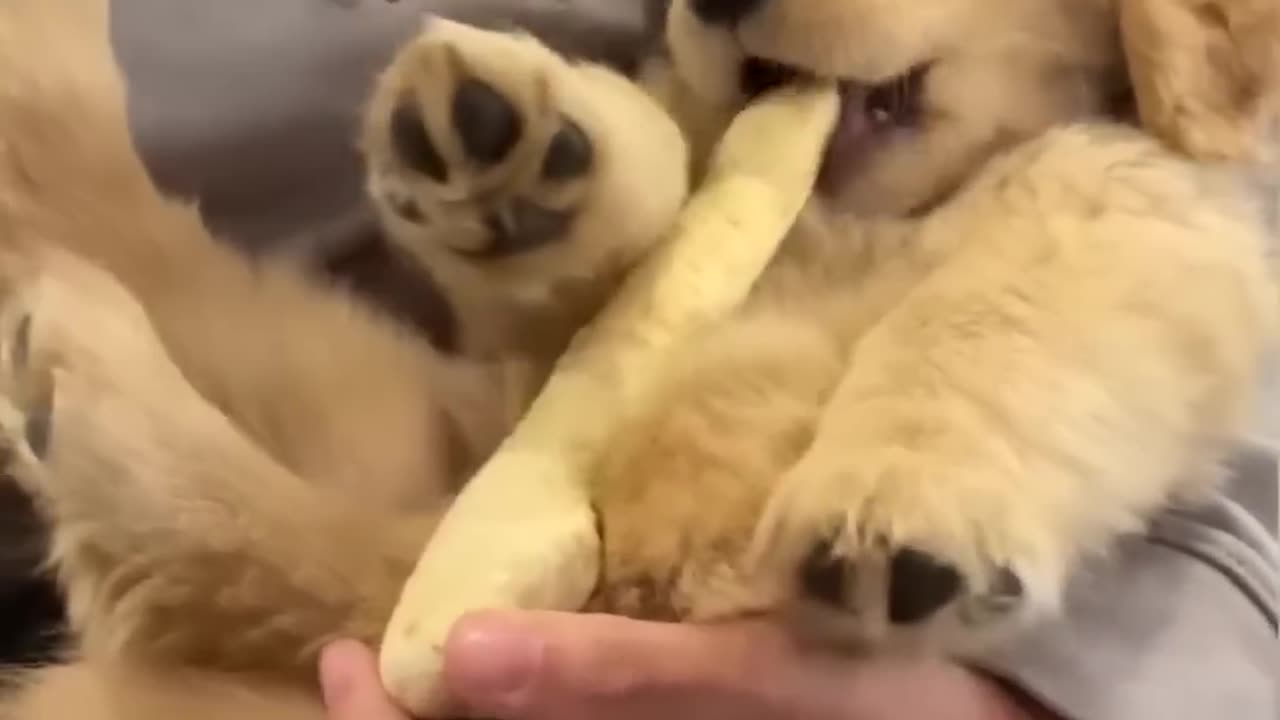 Top 5 Golden Retriever Puppy Videos of February!
