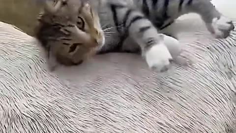 Funny cat