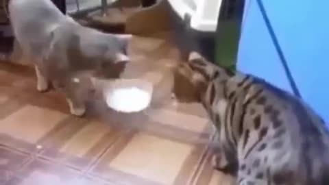 Super funny cats videos compilation .will make you LAUGH EXTREMELY HARD