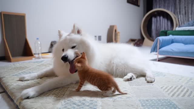 my dog ​​and my cat