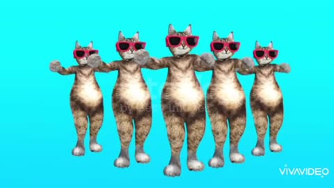 Funny Cat Dance