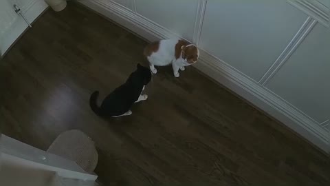 Cats Get Into a Real Fight Over Laser Pointer