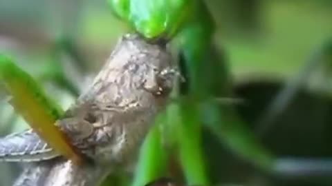 Animal fight with each other so Dangerous