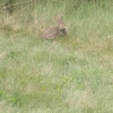 My Buddy, the Rabbit