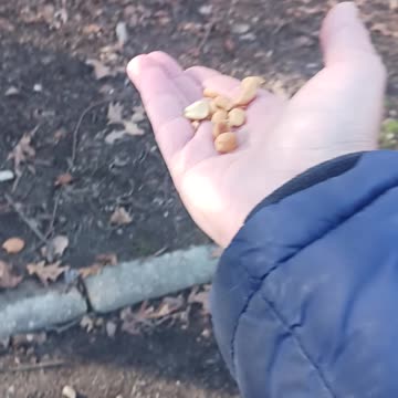 Chickadee and woodpecker