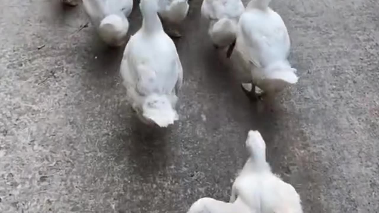 group of ducks walking in the evening